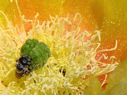 Cactus Flower and Bee
